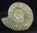 Orthosphinctes polygyratus (REINECKE 1818) - Bild © FossNet FossilienStore